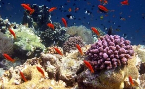 Ankara Çıkışlı I Kahire & Hurghada Turu I Ajet HY ile I 4 Gece 7 Gün