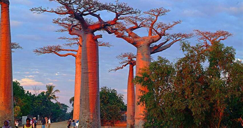 Madagaskar Mauritius Turu • Tüm Geziler Dahil • THY ile • 9 Gece 11 Gün                          