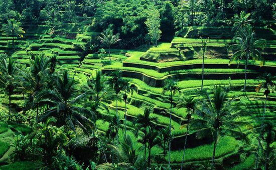 Bella Bali Turu  │  Ekstra Turlar Dahil  │  6 Gece  │  Qatar HY ile