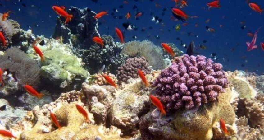 Ankara Çıkışlı I Sharm El Sheikh Turu I Pegasus HY ile I 4 Gece 5 Gün