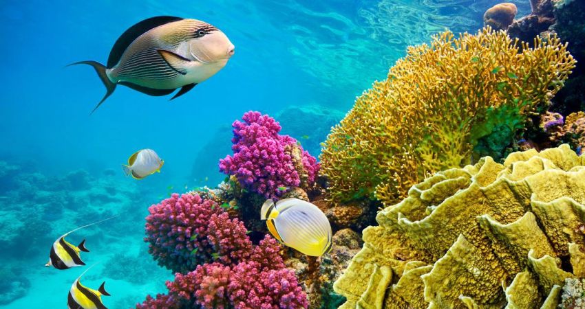 Sharm El Sheikh Turu | Bayram Dönemi | 4 Gece Konaklama | THY ile