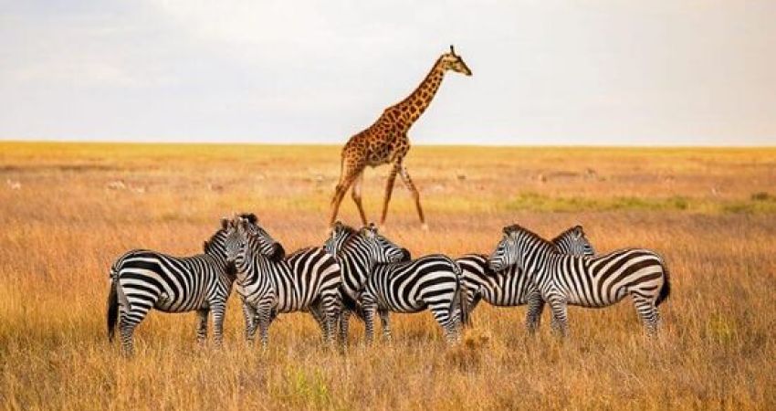 Bella Kenya Büyük Göç Turu  |  Ekstra Turlar Dahil  |  6 Gece - 7 Gün  |  THY ile