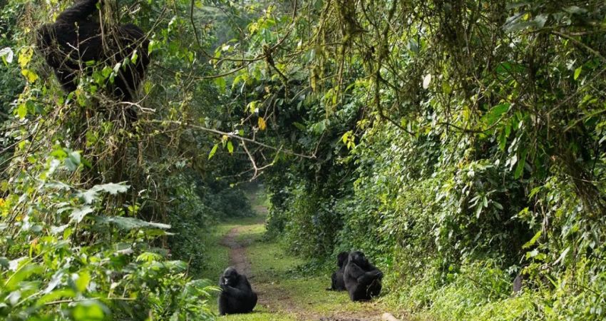 Bella Ruanda &  Uganda Turu  |  Ekstra Turlar Dahil  |  8 Gece - 9 Gün  |  THY ile