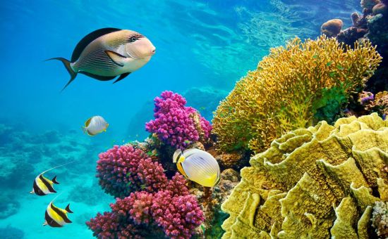 Sharm El Sheikh Turu  |  4 Gece 5 Gün  |  THY ile
